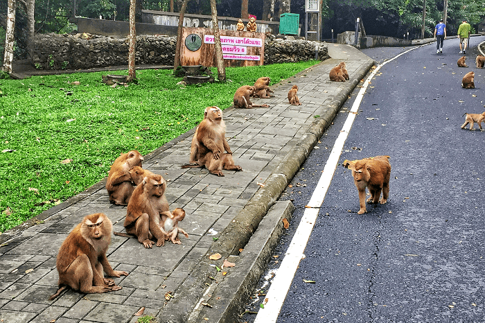 Monkey Hill in Phuket Town